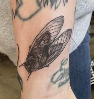 Cicada Filler - 03/14/25