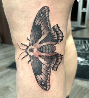 Fuzzy Moth - 11/15/24