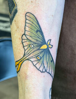 Luna Moth - 02/15/25